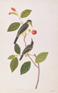 Grande Iora, da Disegni di uccelli di Malacca, c.1805-18 da Chinese School